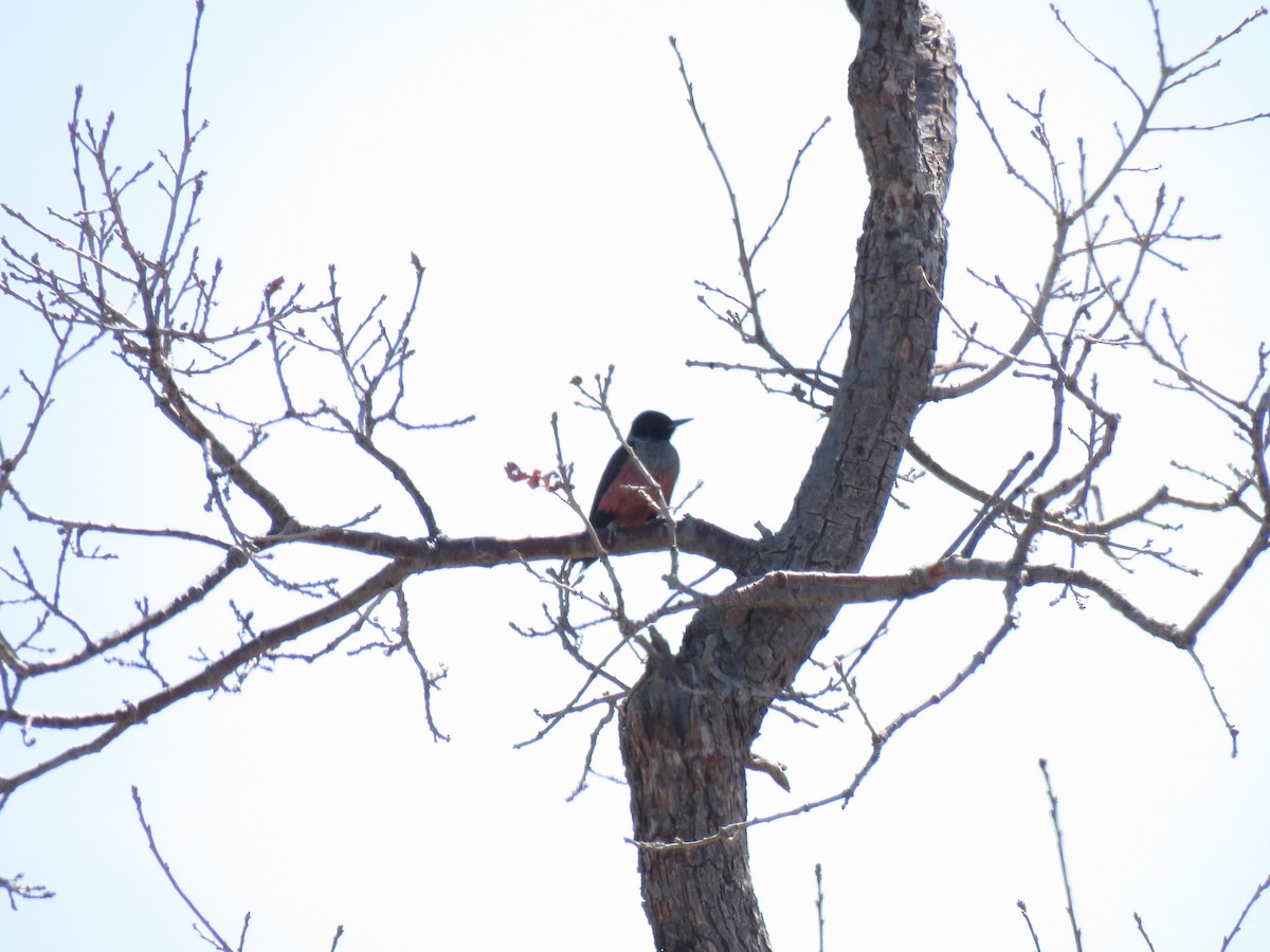 Lewis's Woodpecker - ML140118471