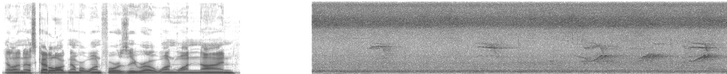 holub angaurský - ML140119