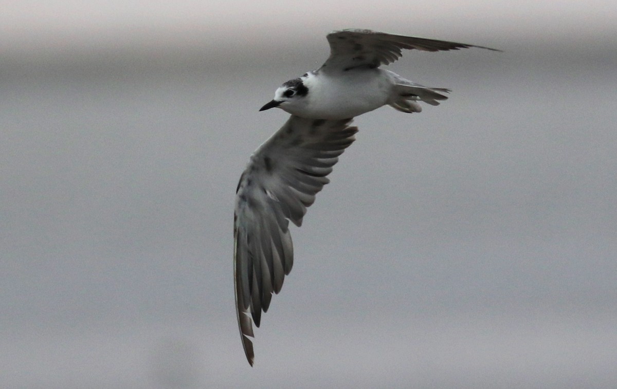 White-winged Tern - ML140119791