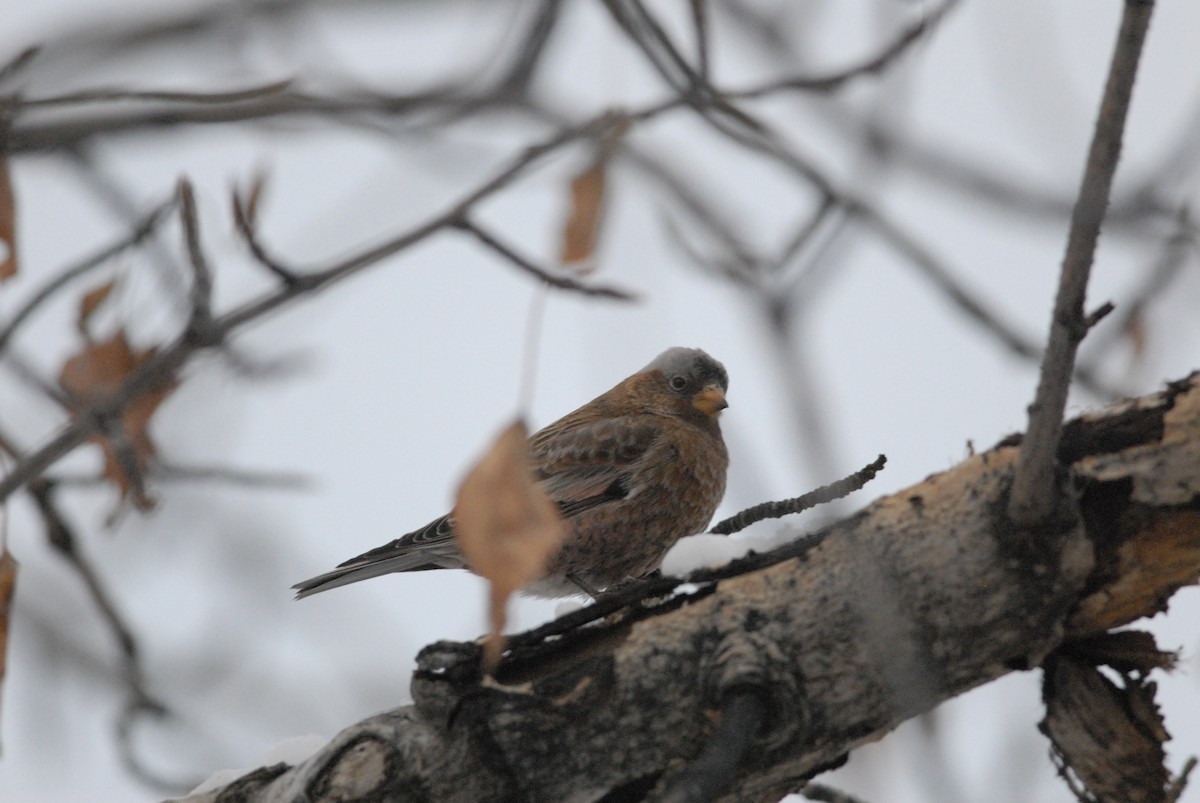 pěnkavice šedohlavá [skupina tephrocotis] - ML140120331