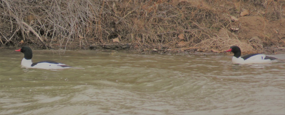 Common Merganser - ML140120691