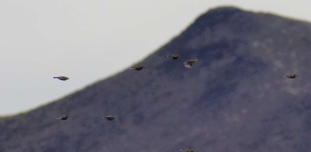 Chestnut-collared Longspur - ML140120821