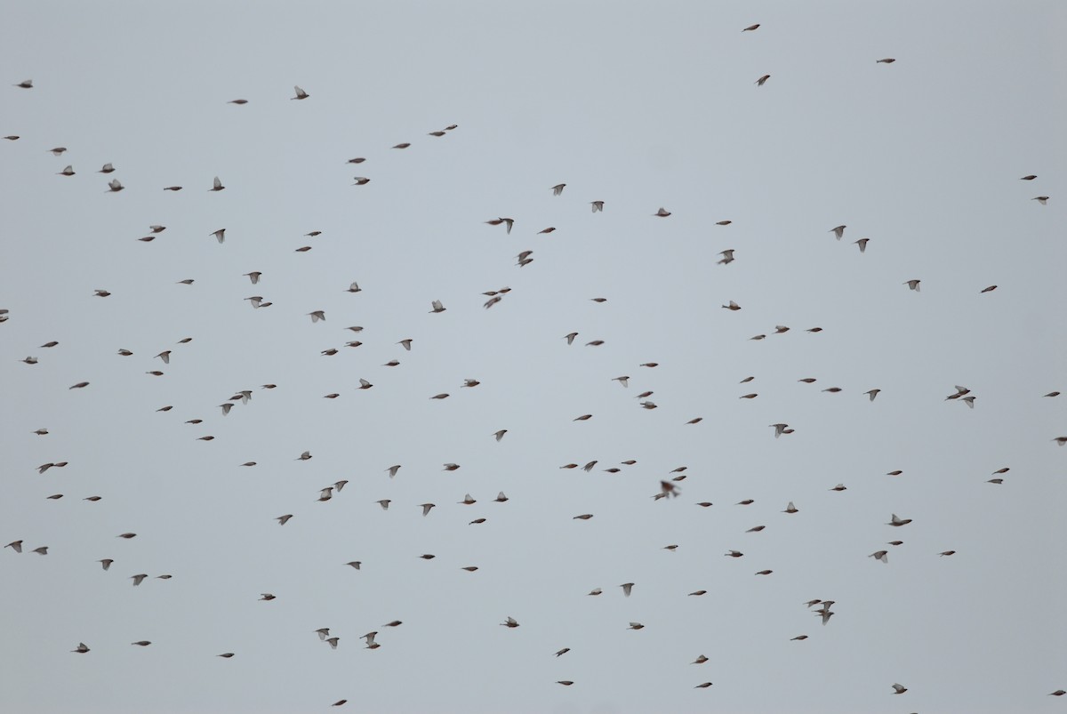 Pinzón Montano Nuquigrís (littoralis) - ML140121171