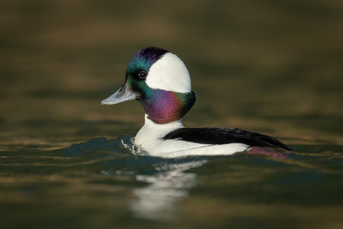 Bufflehead - ML140121811