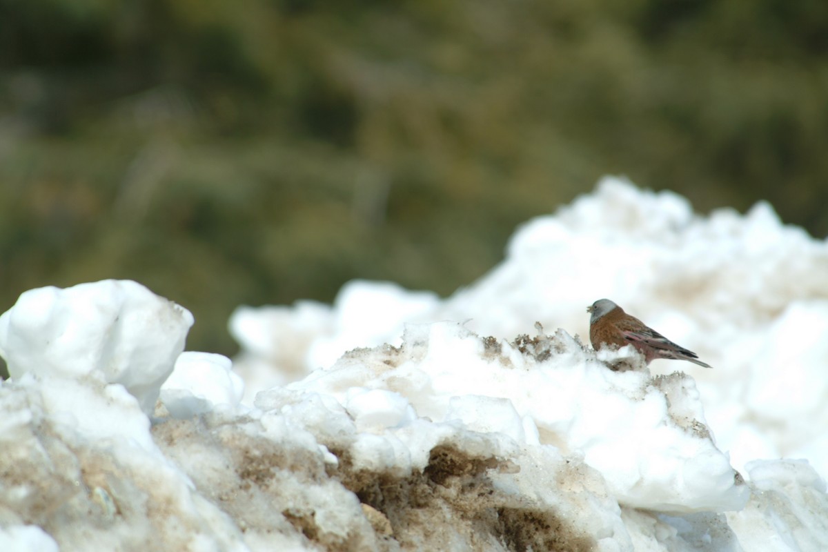 Gray-crowned Rosy-Finch (Hepburn's) - ML140124301