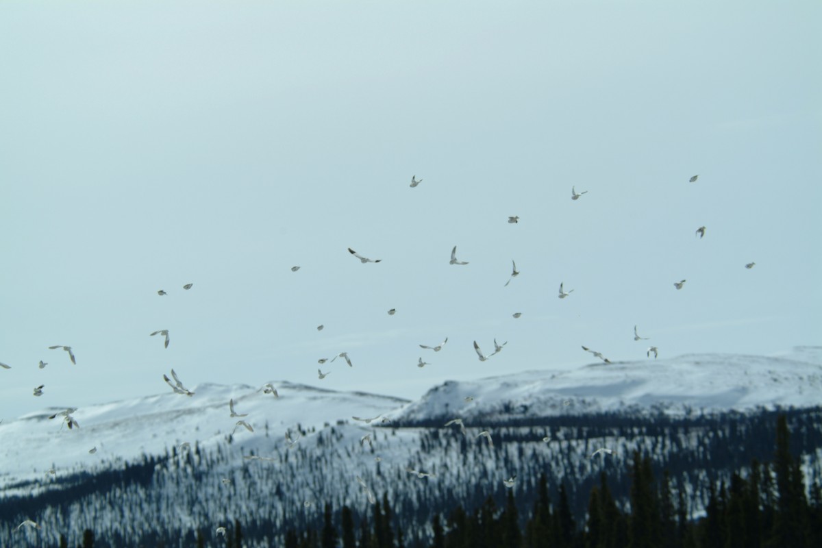 Snow Bunting - ML140124401