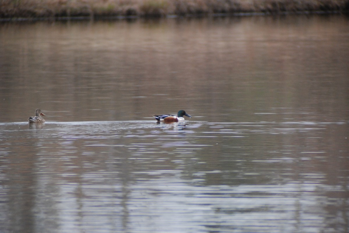 Northern Shoveler - ML140125101