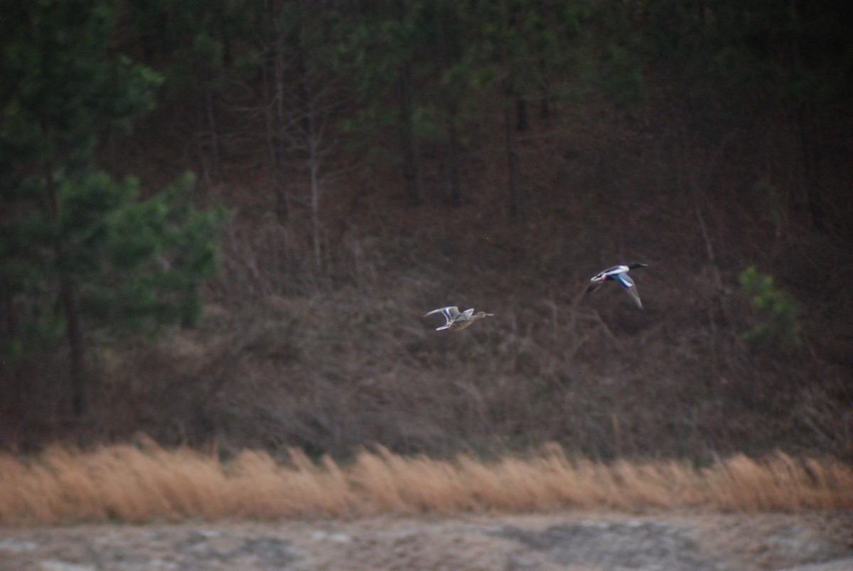 Northern Shoveler - ML140125201