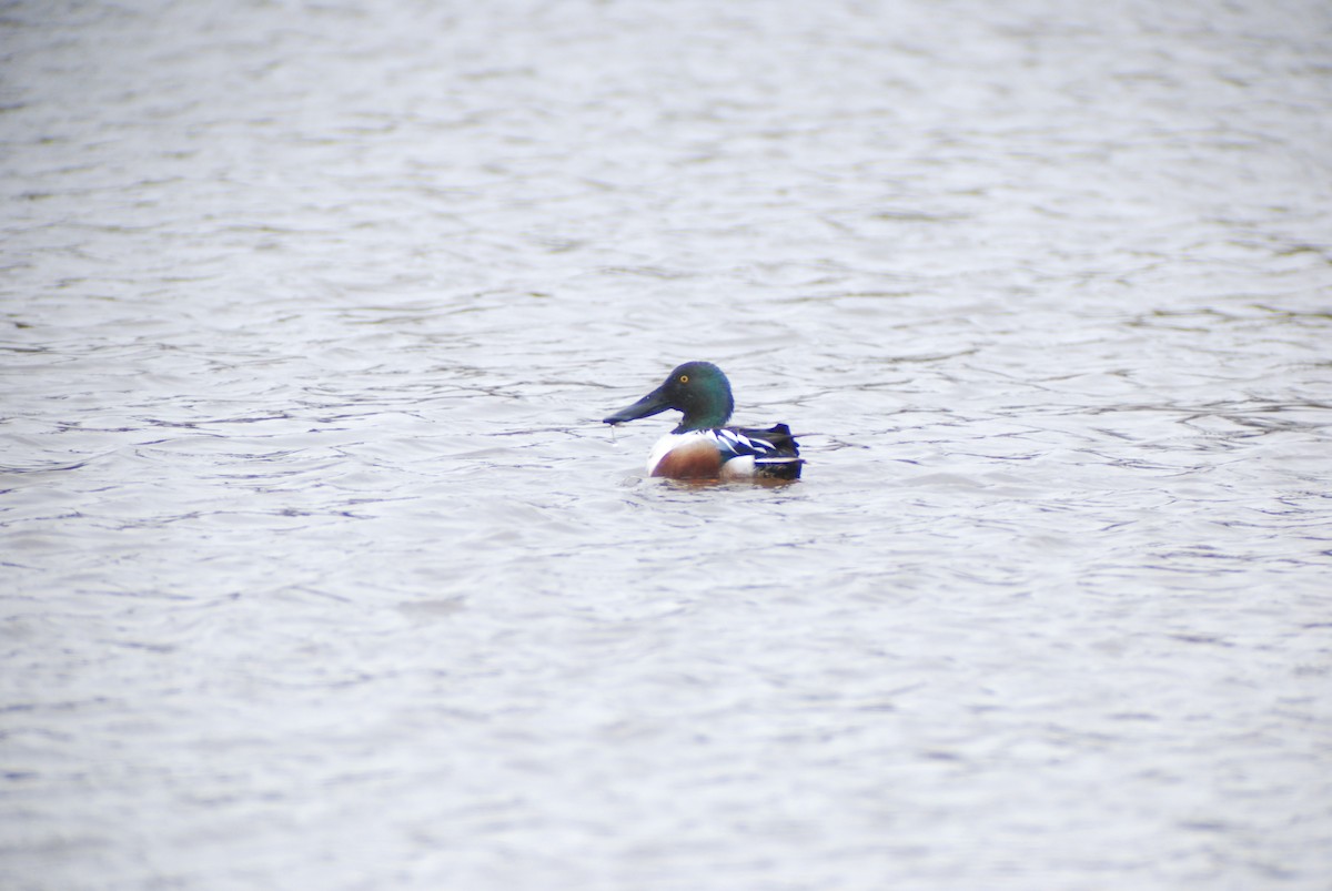 Northern Shoveler - ML140125251