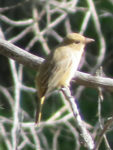 Summer Tanager - ML140125421