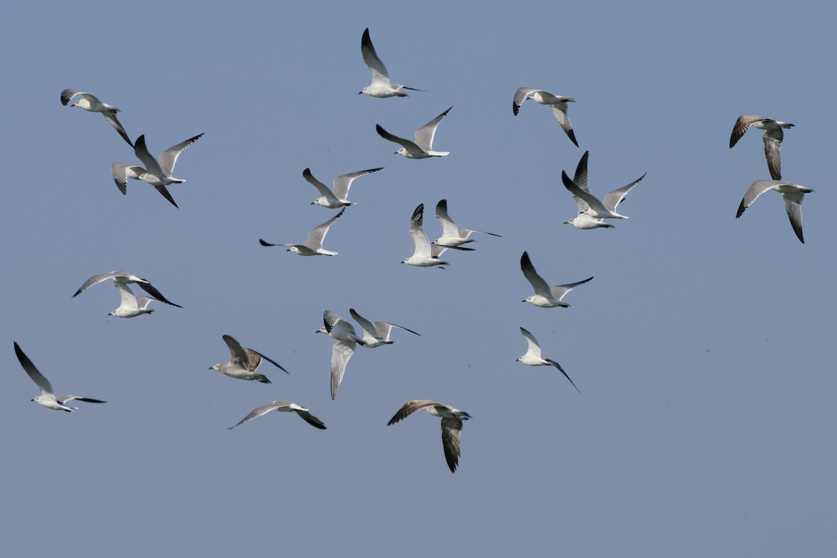 Laughing Gull - ML140125961