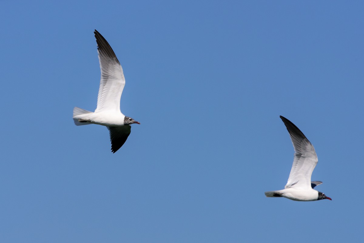 Laughing Gull - ML140125991