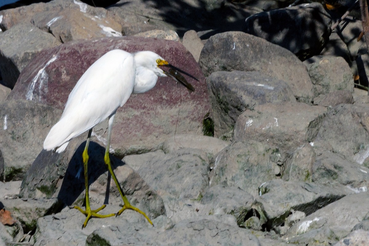 Snowy Egret - ML140126061