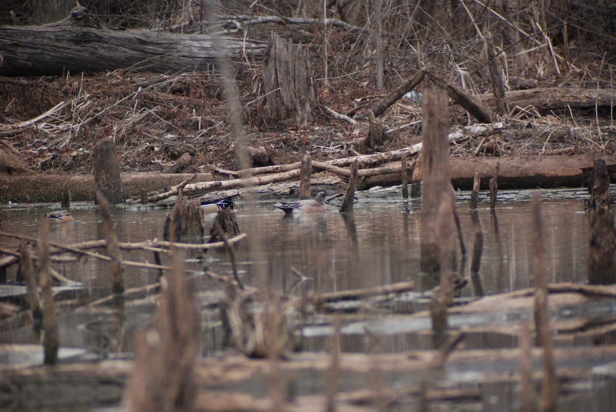 American Wigeon - ML140126291