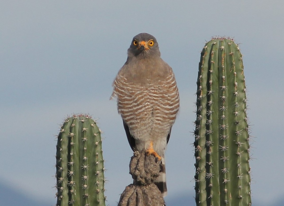 Roadside Hawk - ML140126481