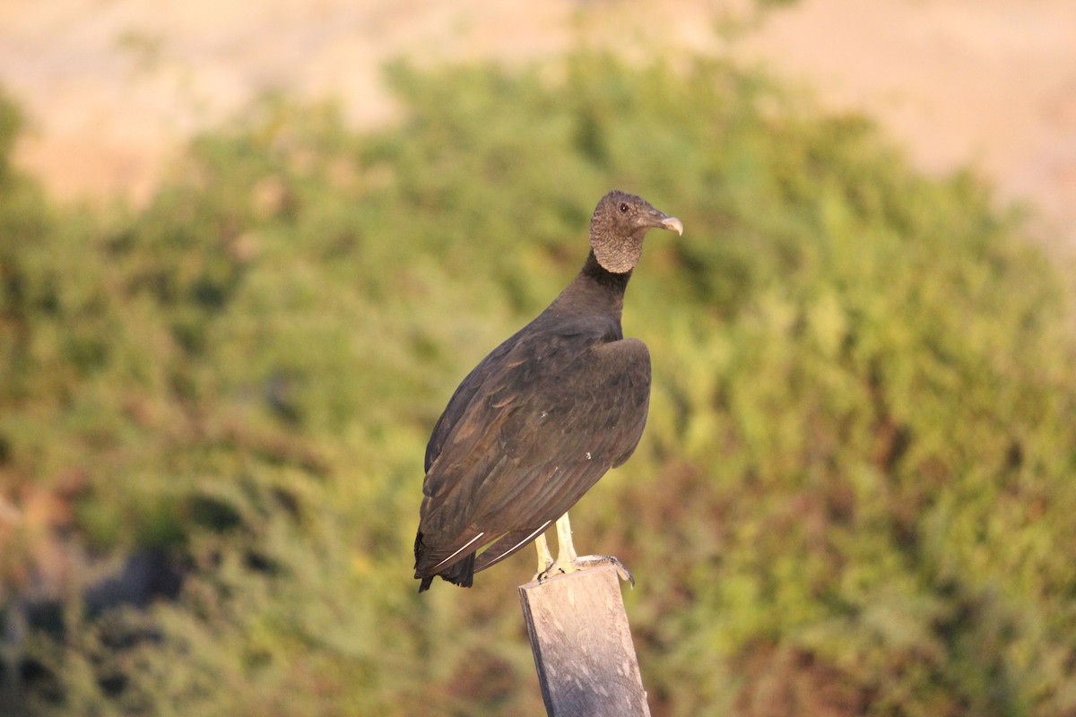 Black Vulture - ML140126551