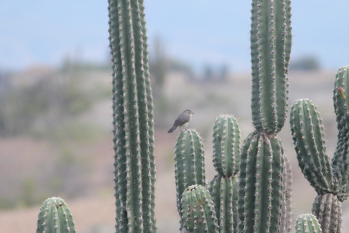 Pileated Finch - ML140126641