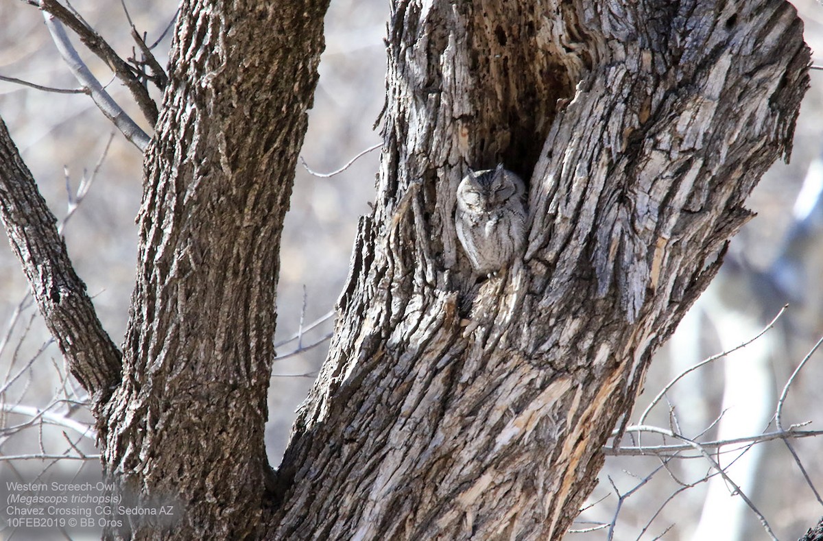 Western Screech-Owl - ML140126691