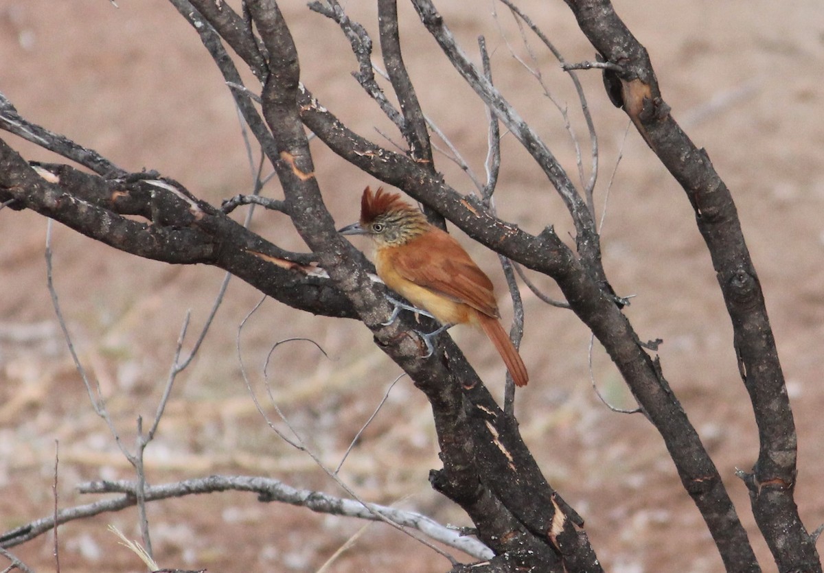 Barred Antshrike - ML140126711