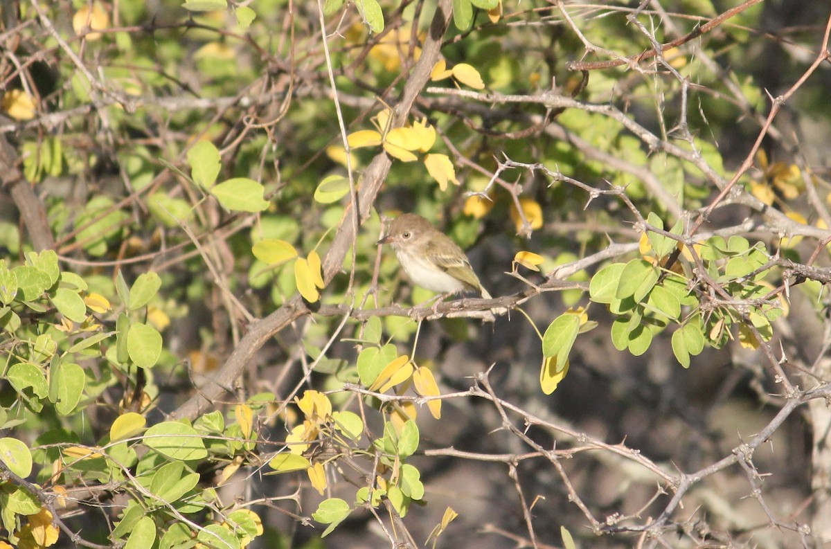 Mosquerito Ojiblanco - ML140127411