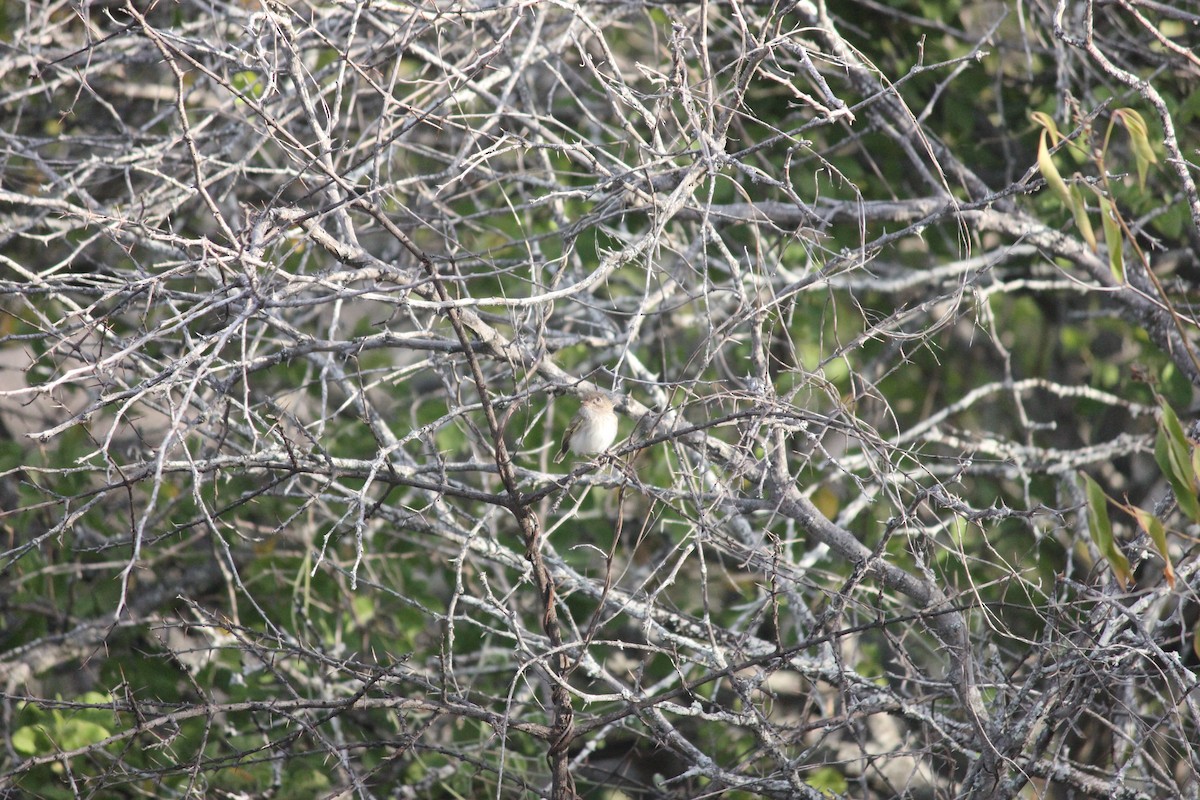 Pale-eyed Pygmy-Tyrant - Jay Huila Balvin