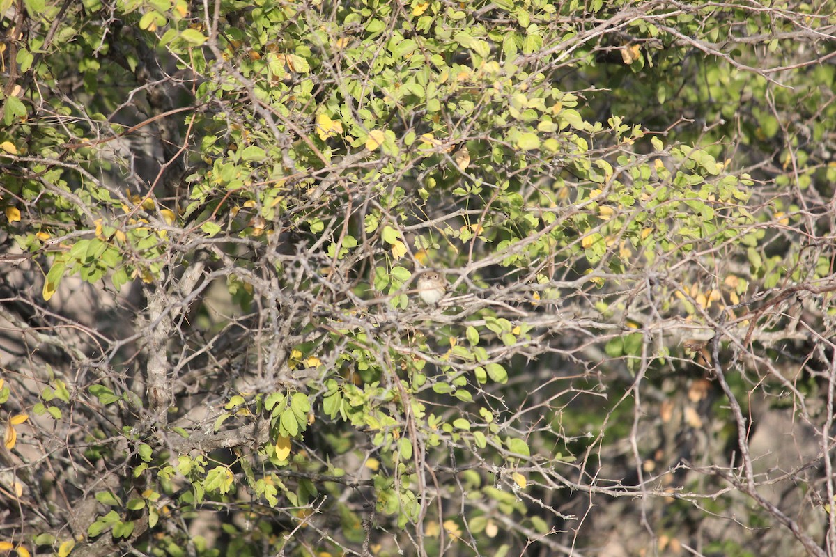 Pale-eyed Pygmy-Tyrant - ML140127451