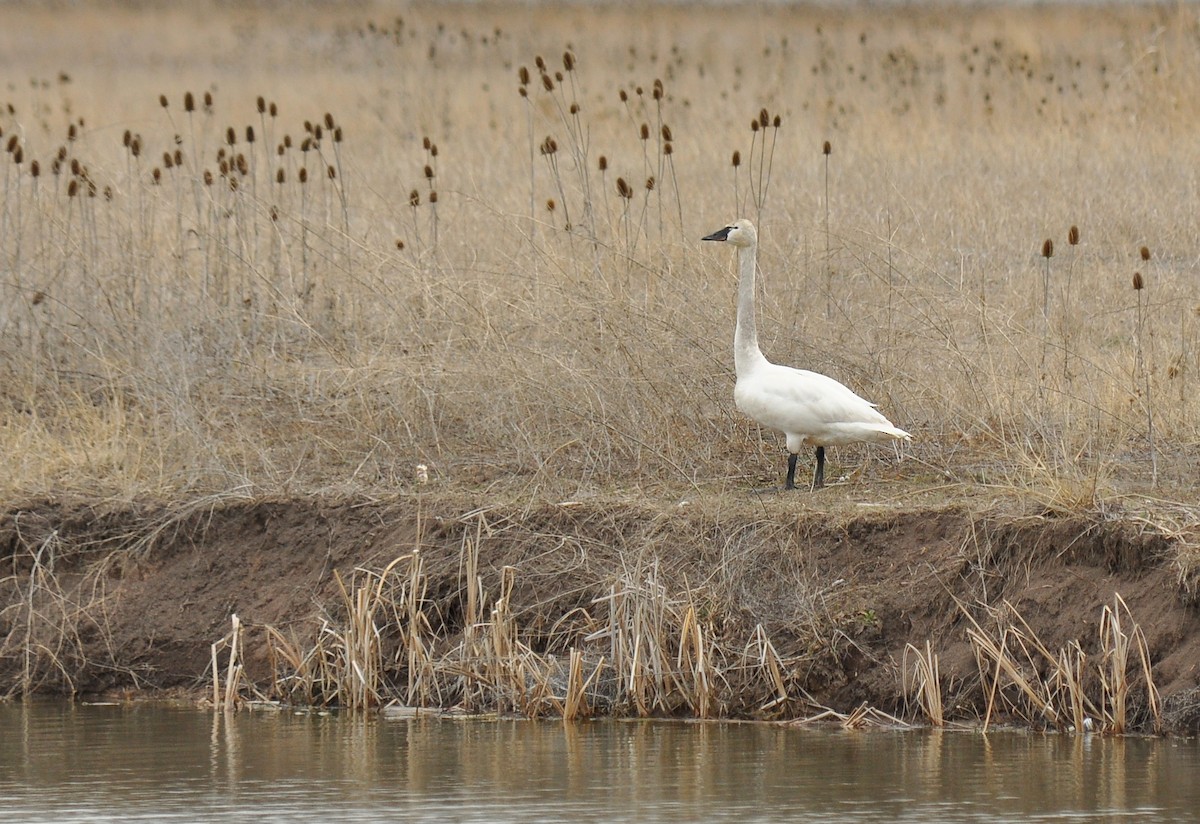 Tundra Swan (Whistling) - ML140127551