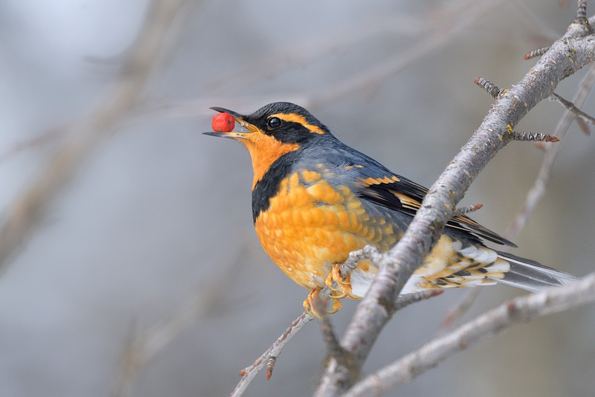 Varied Thrush - ML140128811