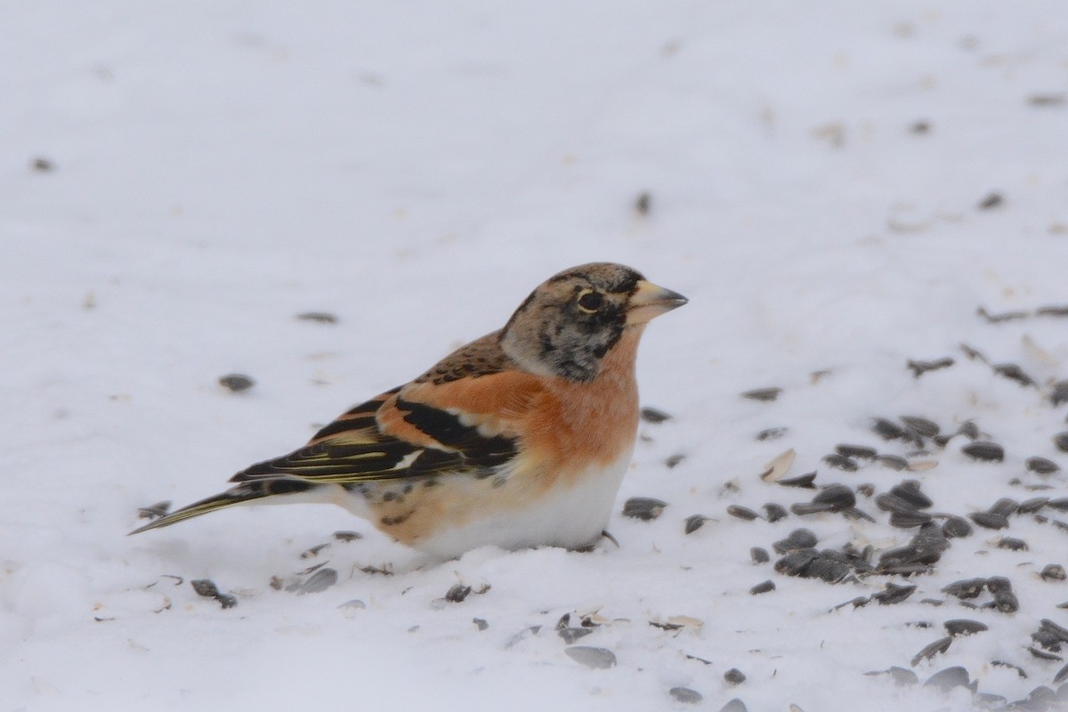 Brambling - ML140129231