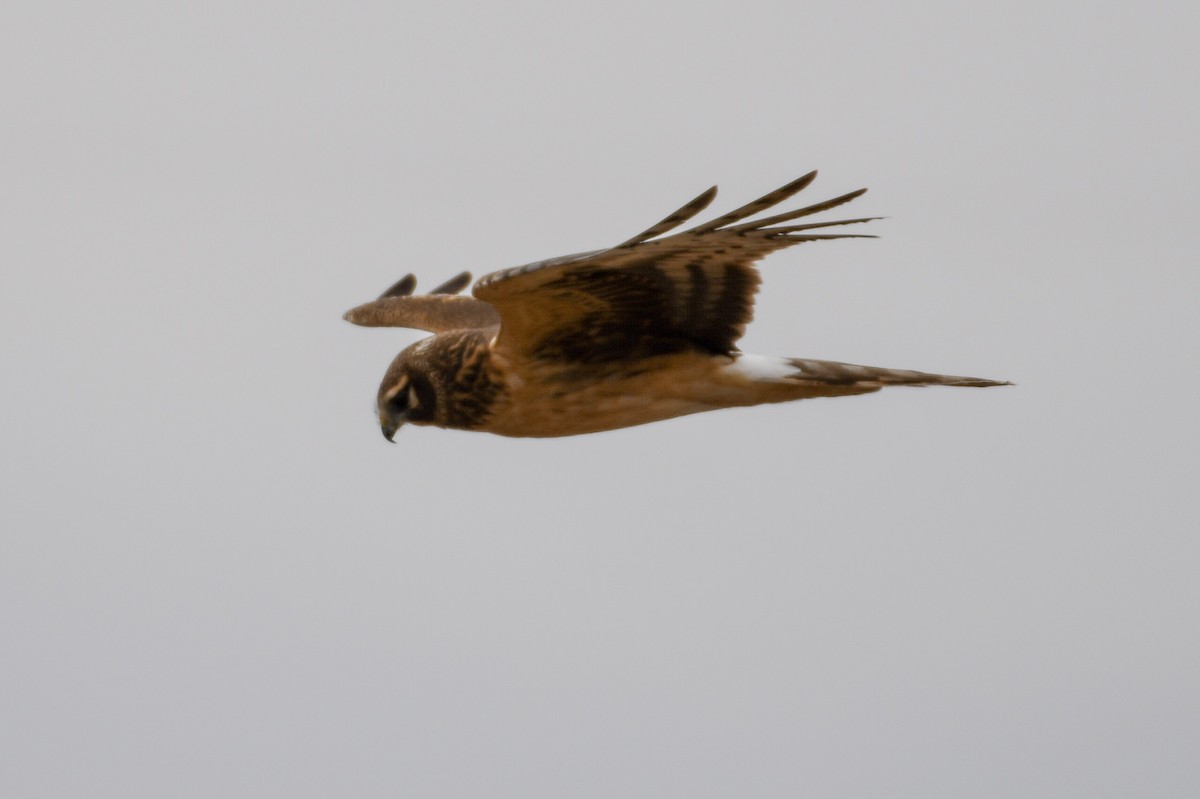 Northern Harrier - ML140129841