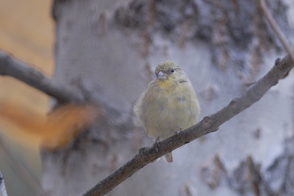 Lesser Goldfinch - ML140130071