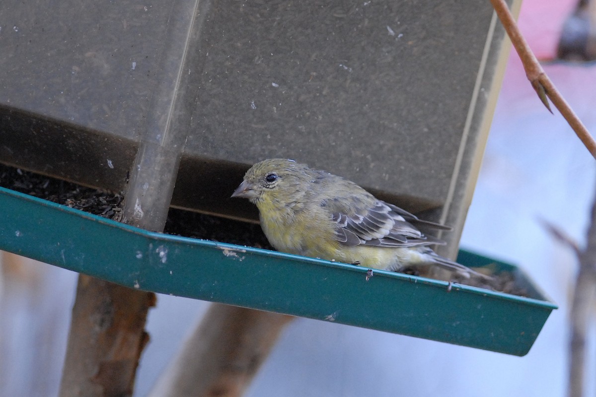 Lesser Goldfinch - ML140130141