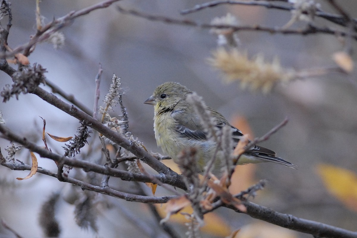 Lesser Goldfinch - Cameron Eckert