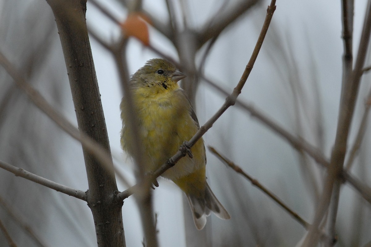 Lesser Goldfinch - Cameron Eckert