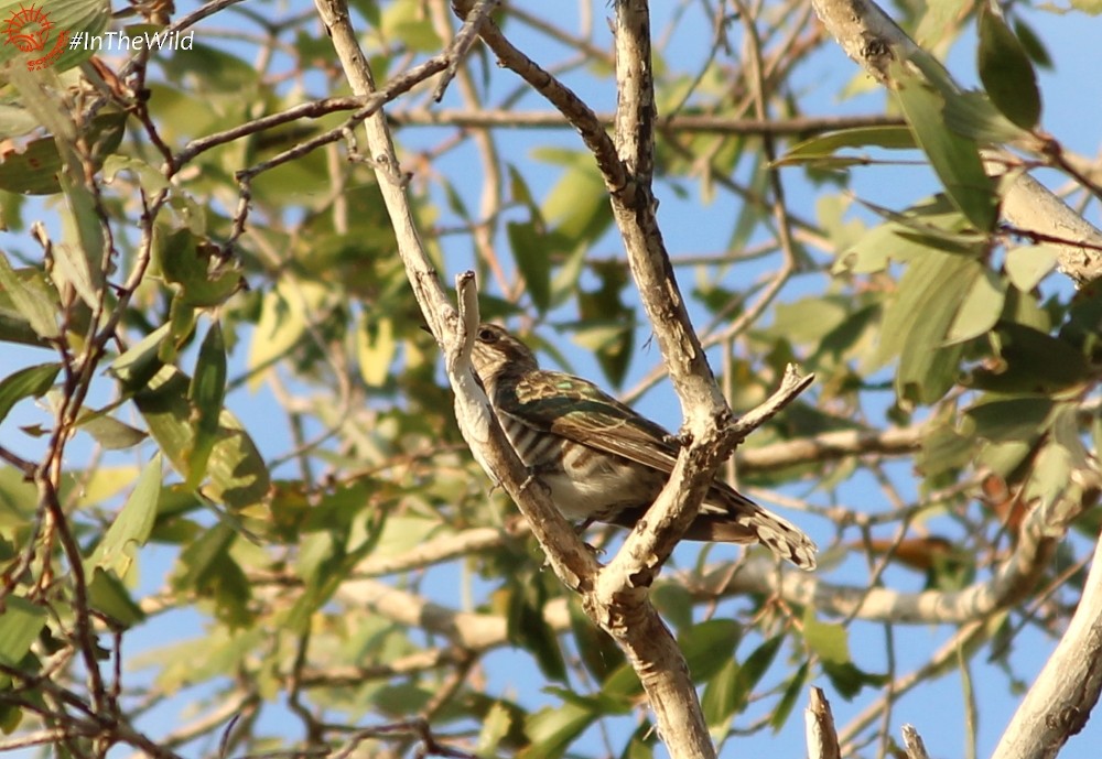 Horsfield's Bronze-Cuckoo - Janine Duffy