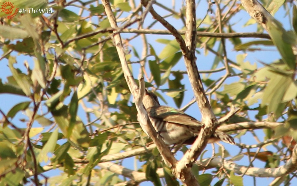 Horsfield's Bronze-Cuckoo - ML140130721