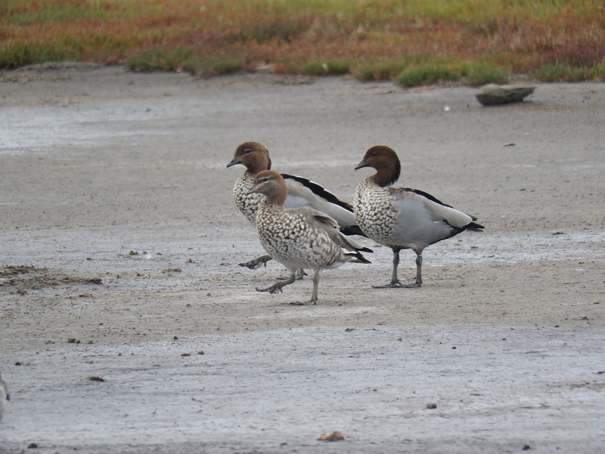 Maned Duck - ML140133161