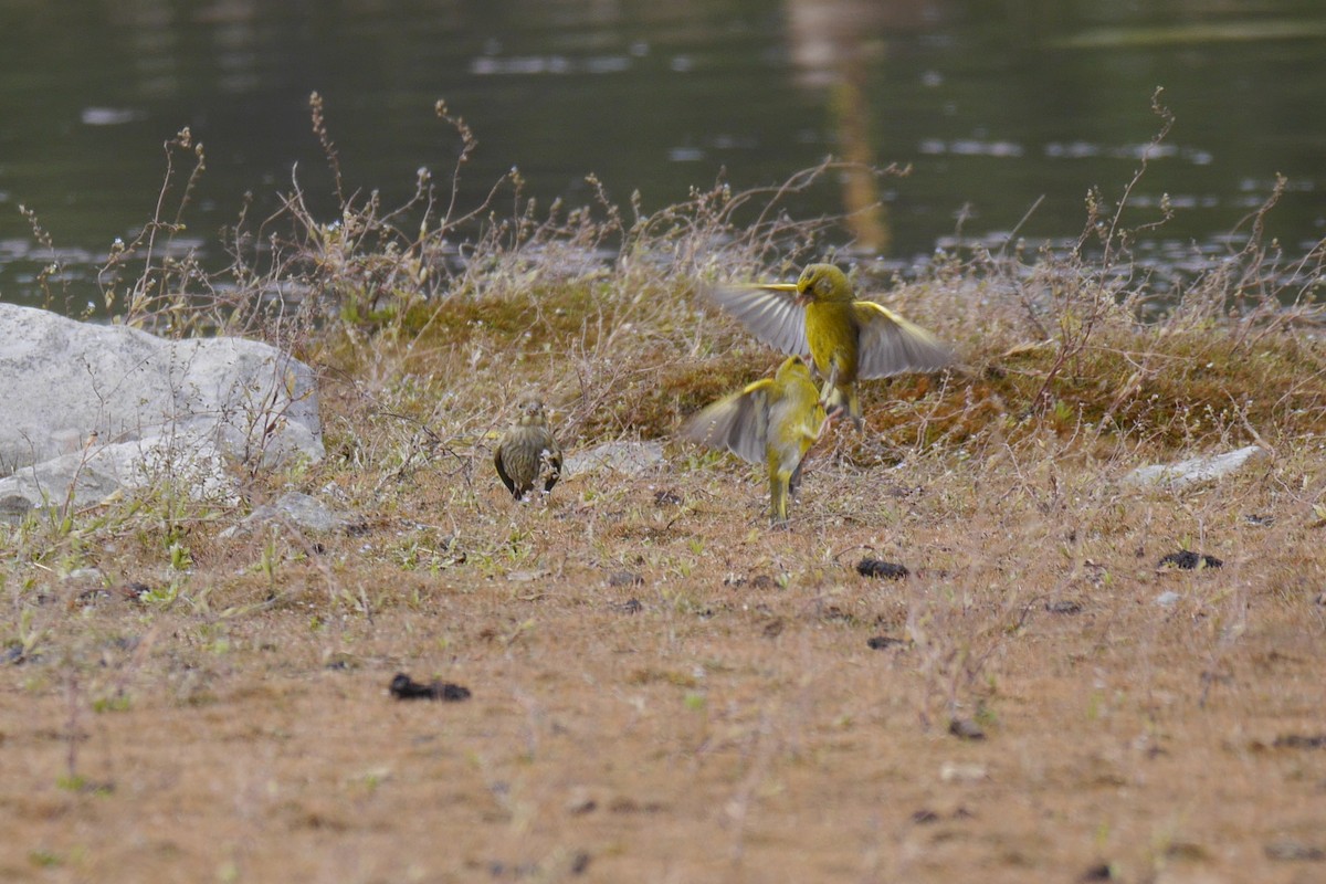 European Greenfinch - ML140133411