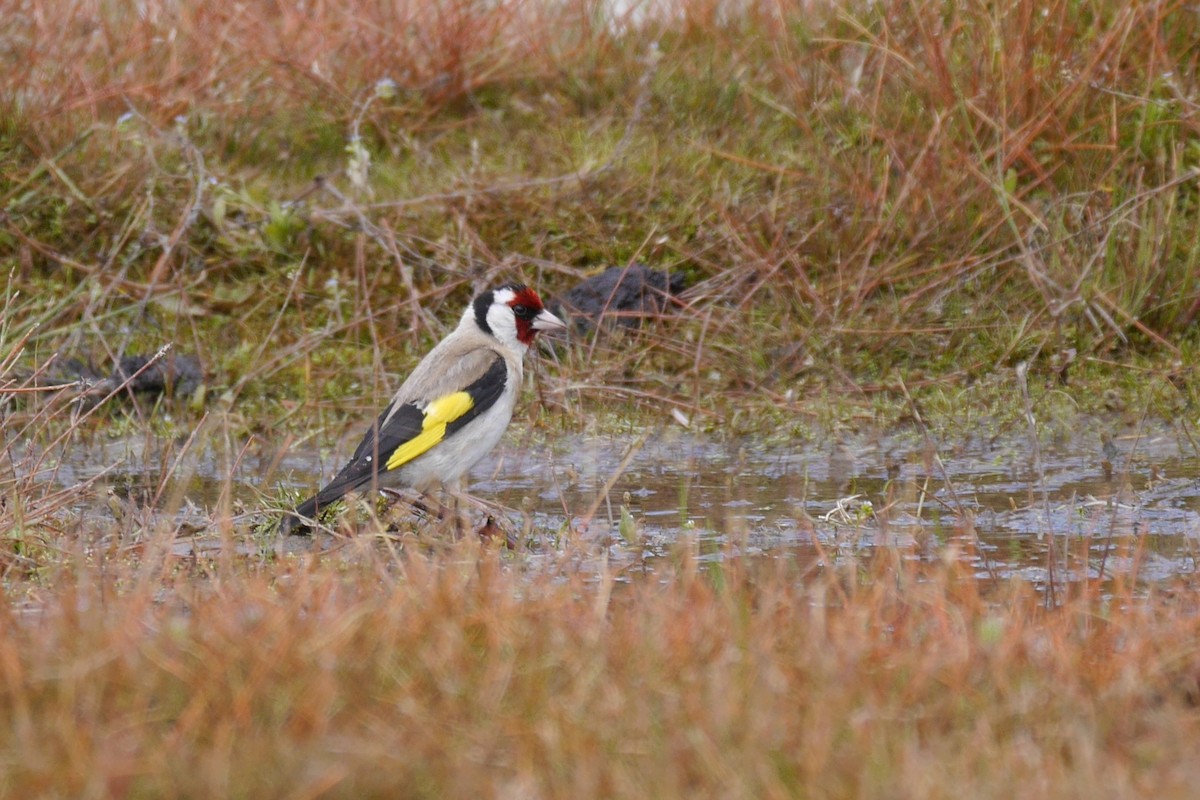 European Goldfinch - ML140133451