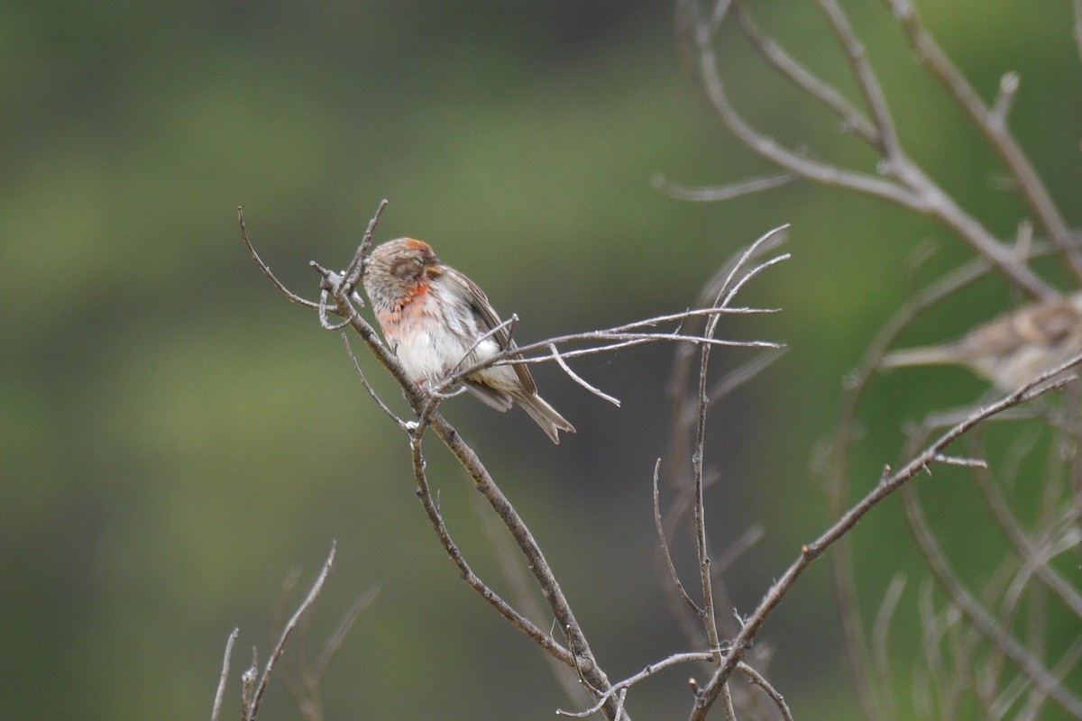 Lesser Redpoll - ML140133541