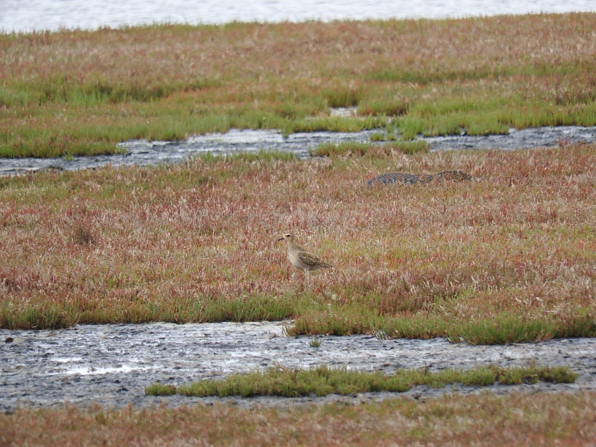 Pacific Golden-Plover - ML140133571