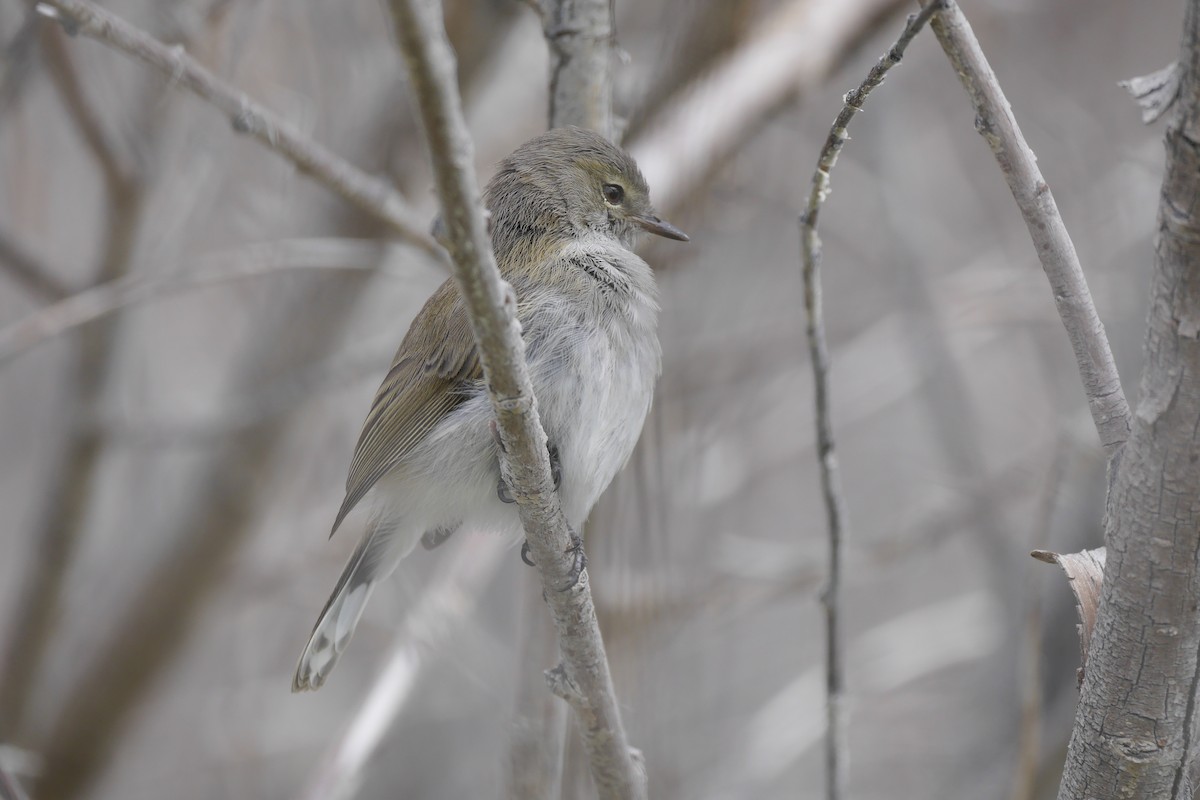 Gray Gerygone - ML140133651