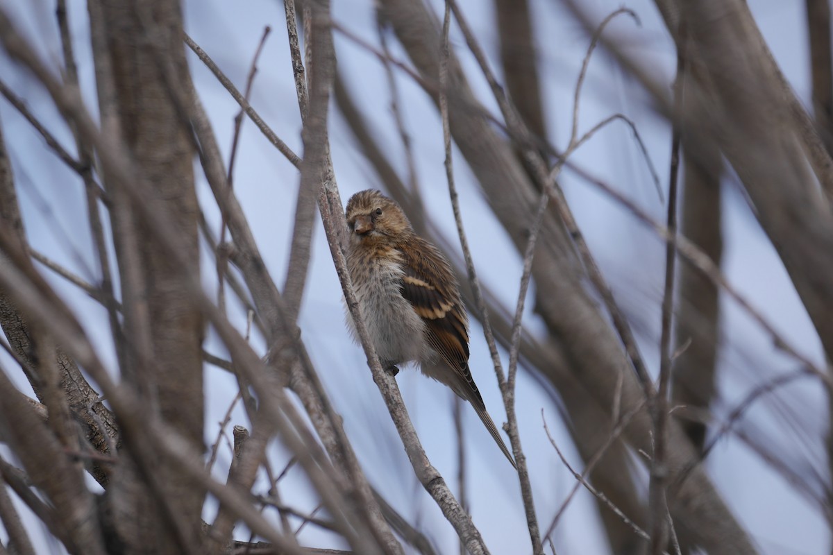 Lesser Redpoll - ML140133791