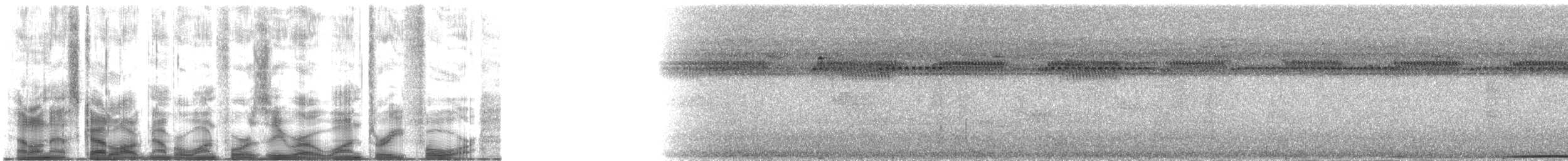 Carpophage de Micronésie - ML140134