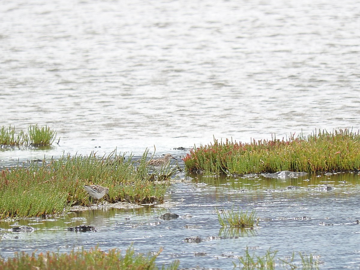 Sharp-tailed Sandpiper - ML140134331