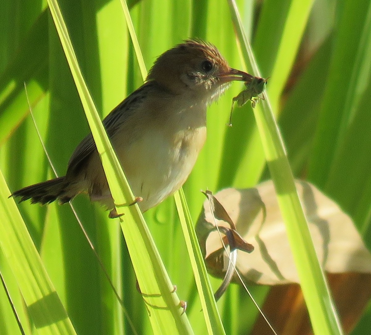 Golden-headed Cisticola - ML140135301