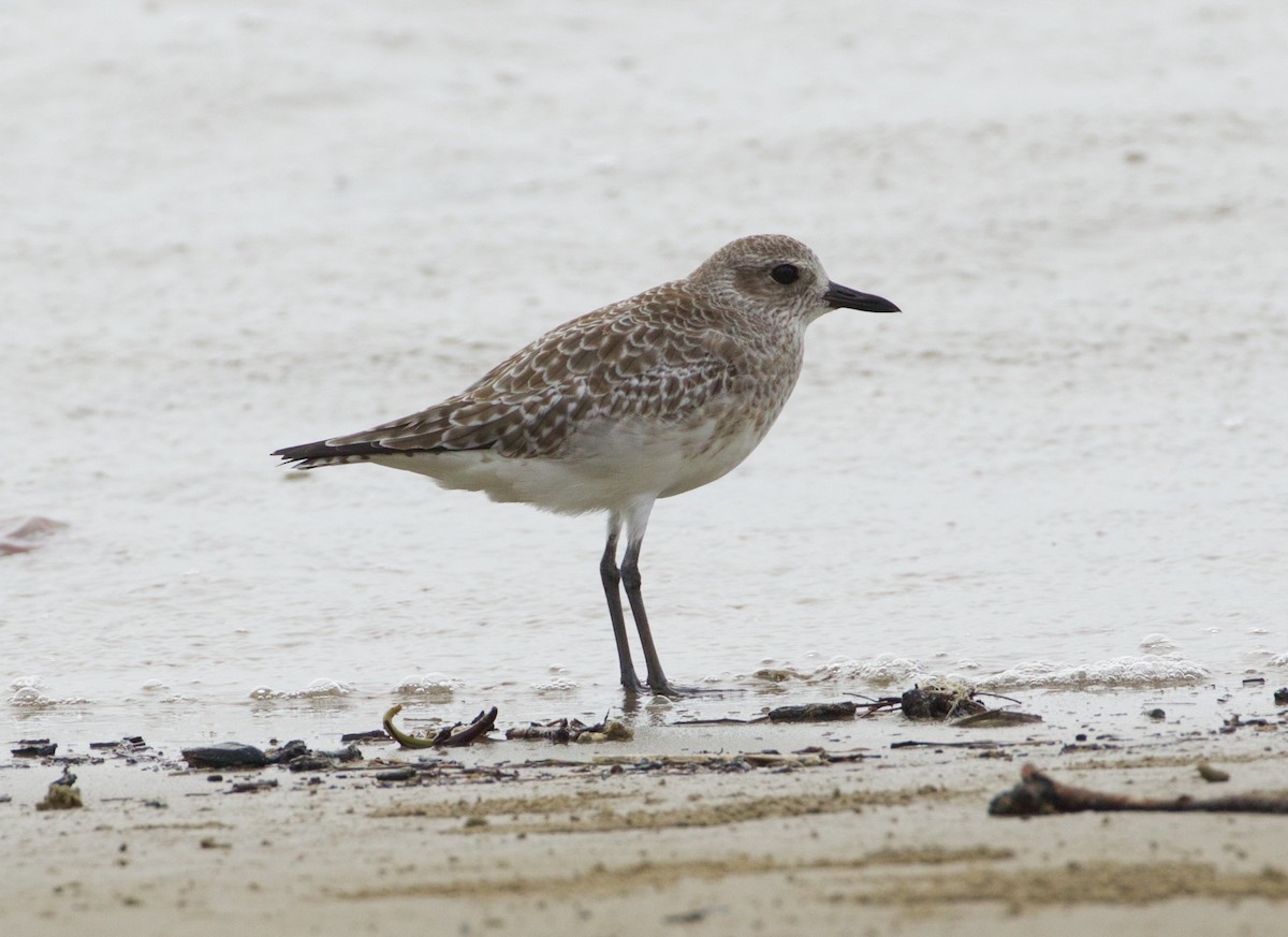 Black-bellied Plover - ML140136101