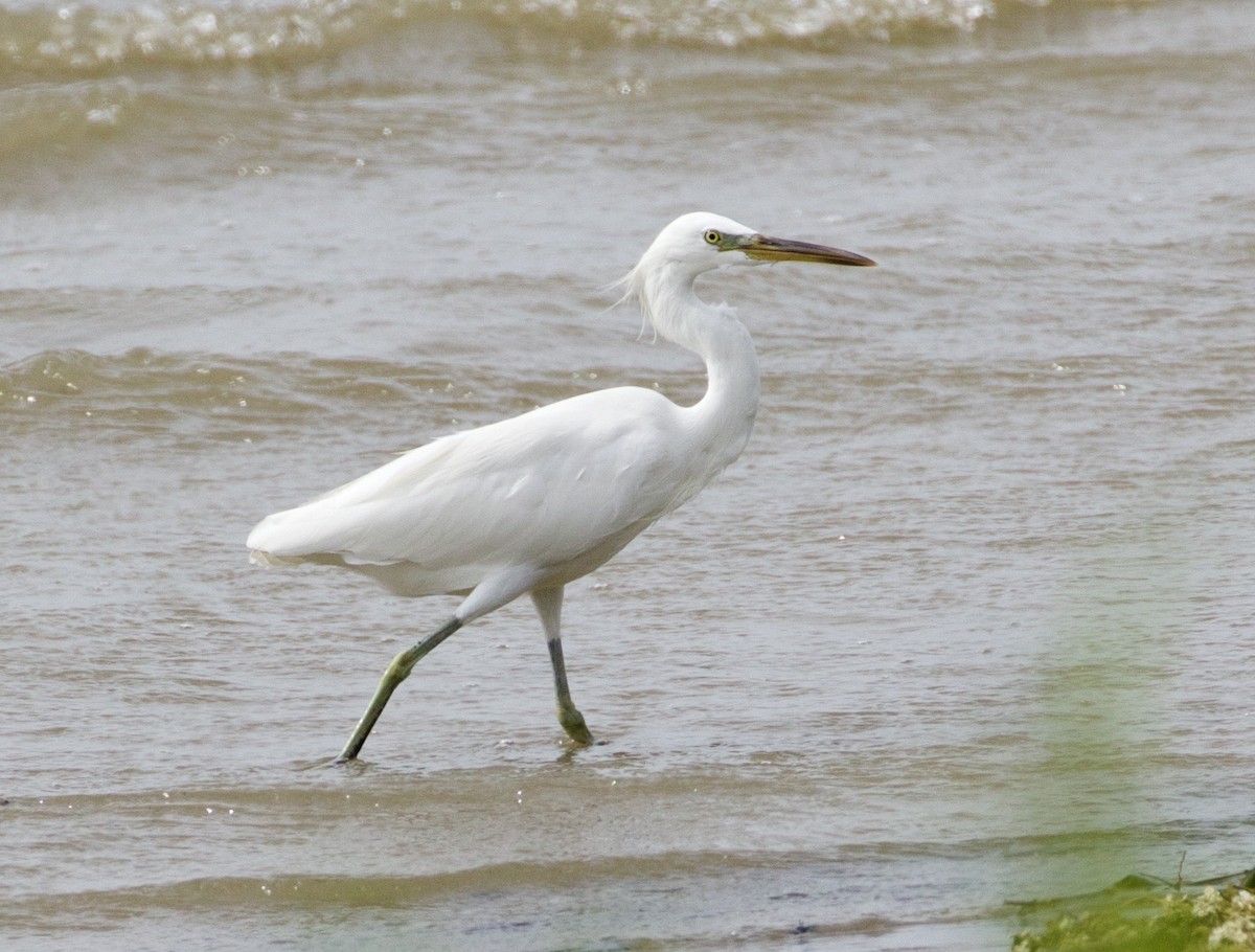 Chinese Egret - ML140136141