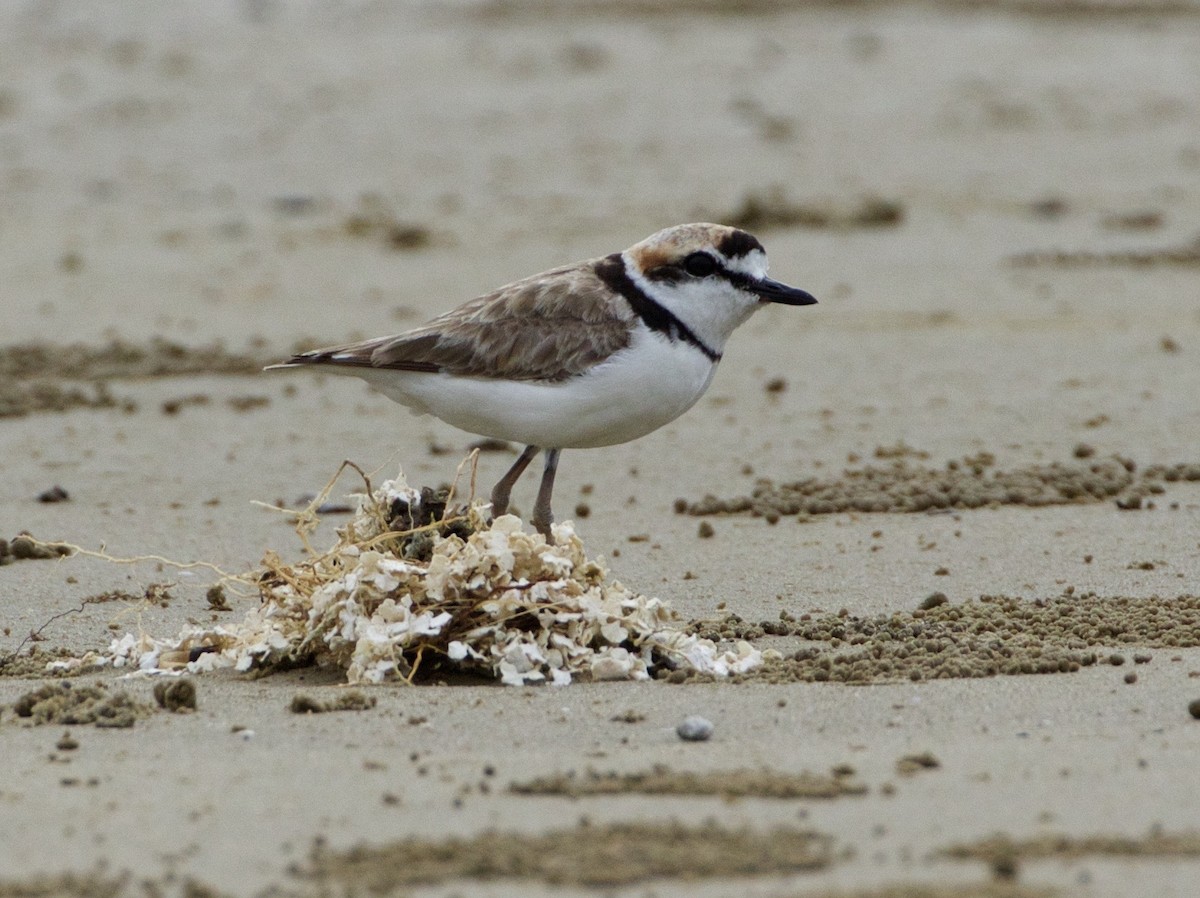 Malaysian Plover - ML140136561