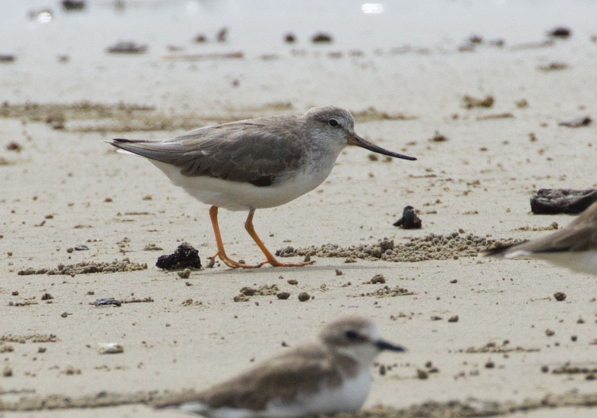 Terek Sandpiper - ML140136731